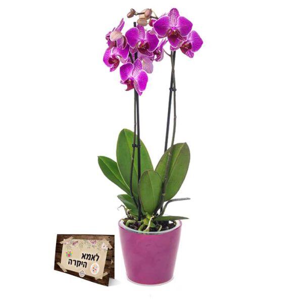 סחלב 2 עמודים סחלב 2 עמודים